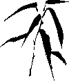 Schilf